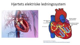 Sirkulasjonssystemet Hjertets elektriske ledningssystem [upl. by Ateekal]