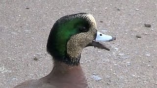 American Wigeon Call Anas americana [upl. by Anead29]