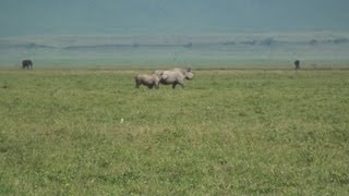 Black Rhinoceros  Safari Ngorongoro Crater Africa [upl. by Ednil]