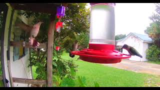 Hummingbird Feeding Frenzy [upl. by Anaed]