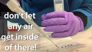 Tips for loading agarose gels [upl. by Nazario]