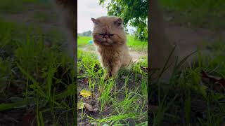 Cute CAT 🐈 persian catlover [upl. by Ennaesor]