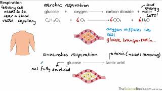 Aerobic and Anaerobic Respiration for AQA 91 GCSE Biology and Trilogy Combined Science [upl. by Brooks8]