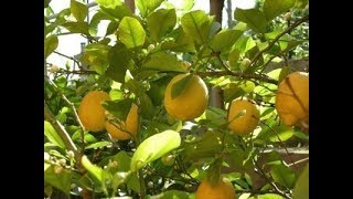 Lemon Tree  Tips for Better Production  Lemon Plant in Pot  Kitchen Gardening [upl. by Elbert]