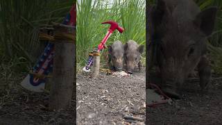 Amazing Skill Building wild boar trap From Hammer skilltrap animals camping shorts [upl. by Ennaegroeg]