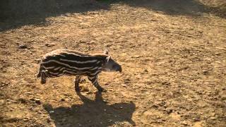 Baby Tapir letting off steam [upl. by Subak796]