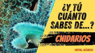 ¿CUANTO SABES SOBRE  CNIDARIOS Nivel básico [upl. by Noyek705]