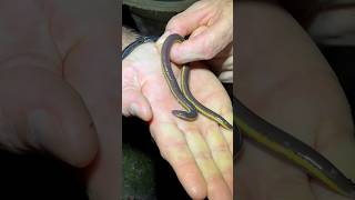 Banana caecilian in Thailand animaleducation animals caecilian [upl. by Lateehs927]