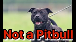 Black Pitbulls arent full Blooded dog pitbull dogtraining [upl. by Etteniuq400]