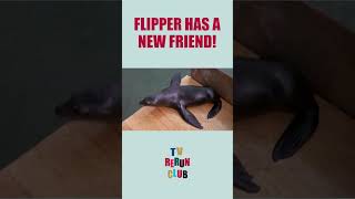 Flipper makes friends with a seal 🦭 TVRerunClub Flipper Adventure [upl. by Sholeen]