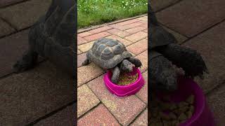 Tortue dHermann  Hermann’s tortoise tortoise tortoiselove tortoiseslife nature tortue life [upl. by Amar]