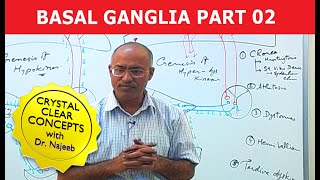 Basal Ganglia  Neuroanatomy  Part 23 [upl. by Lai318]