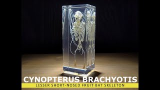 Real bat skeleton Lesser shortnosed fruit bat Cynopterus Brachyotis immortalized in clear resin [upl. by Lenwood]