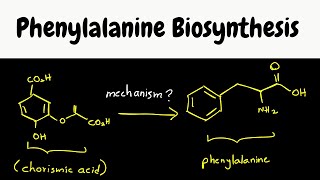 phenylalanine biosynthesis  biosynthesis part 8 [upl. by Otsenre222]