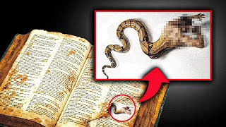 NOVA DESCOBERTA Texto Hebraico encontrado diz que A SERPENTE DE GÊNESIS NÃO ERA UMA SERPENTE [upl. by Lesslie]