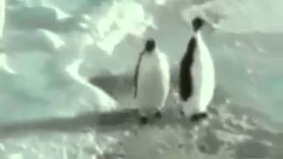 Shut Up  Penguin Slap [upl. by Rotman]