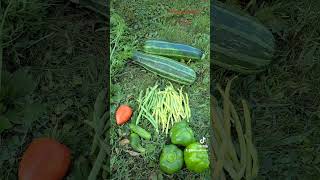 Small morning haul 🙂dtuneoutdoors outdoorsman veggies garden gardenlife gardening dirt [upl. by Bea]