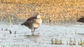 Whimbrel Numenius phaeopus Ledskär Uppland 11 July 2024 iPhone digiscoping [upl. by Enitsuj]