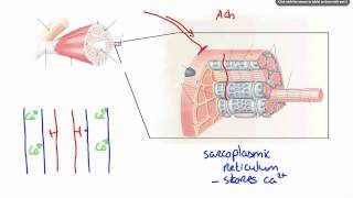 042 How Calcium ion release results in Muscle Contraction [upl. by Dewie]