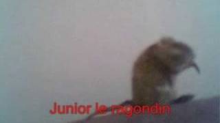 Incroyable  un ragondin qui chante [upl. by Onibla]