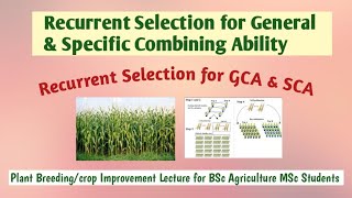 Recurrent selection for general combining ability and specific combining ability GCA and SCA [upl. by Llaccm]