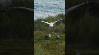 Wandering Albatross [upl. by Jackquelin639]