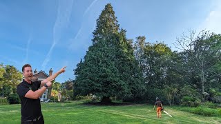 Our BIGGEST TREE to DATE  90ft Conifer Tree Removal [upl. by Anitsirk]