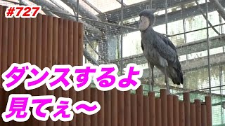 ちょっとだけダンスするよ💖dancing★掛川花鳥園★ハシビロコウふたば★No727★shoebill Futaba [upl. by Zug]