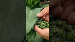 shorts ll Diy Plant Mother Of Thousands motivation gardening viral short 🌿 [upl. by Enneirdna]