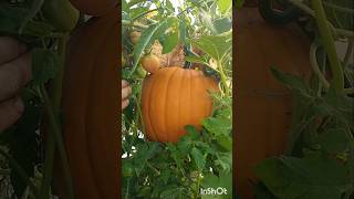 Connecticut Field Pumpkins growing in the greenhouse pumpkin greenhouse raisedbedgardening [upl. by Ataeb]