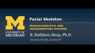 Skeletal System Skull  Facial Skeleton [upl. by Hokanson]