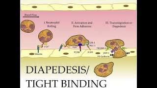 L37 Extravasation Diapedesis Understanding the Molecular Mechanisms Part 2 [upl. by Idnahk]