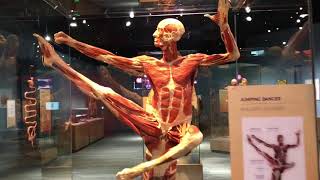 Amazing Body Works Exhibit at Tech Museum in San Jose [upl. by Ydnih]