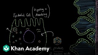 What is viral gastroenteritis  Gastrointestinal system diseases  NCLEXRN  Khan Academy [upl. by Asiluy]