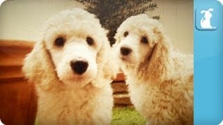 Poodle Puppies  Puppy Love [upl. by Pike]