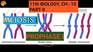 Class 11 biology Ch10Part8Meiosis IProphase IStudy with Farru [upl. by Aibsel706]