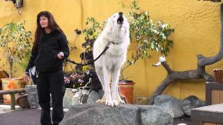 San Diego Zoo  White Arctic Wolf Howling [upl. by Cosma]