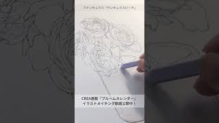 【お花イラストメイキング動画】ラナンキュラス Shorts [upl. by Bowen]