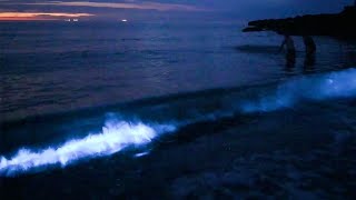 Glow In The Dark Plankton Seen Near Welsh Beach [upl. by Yehudi729]