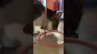 how hungry is my billa is …🥲youtubeshorts viralvideo funnyshorts cat fun billa funny [upl. by Scales511]