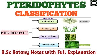 CLASSIFICATION OF PTERIDOPHYTES  PSILOPSIDALYCOPSIDA SPHENOPSIDA PTEROPSIDA Bsc botany Notes [upl. by Llenej952]