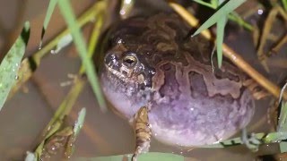 Physalaemus marmoratus vocalizando [upl. by Notse]