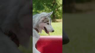 Great Pyrenees Legendary Gentle Giants  Best Dog For Lifestock guarddog puppylover [upl. by Hamirak]