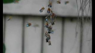 Blue Banded Bees in the Evening by Erica Siegel [upl. by Ittap720]