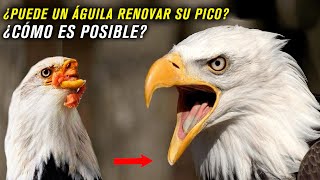 LA RENOVACIÓN DEL ÁGUILA  ¿Es real esta historia ¿CÓMO ES POSIBLE [upl. by Ailecara]