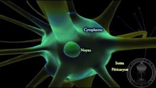 Physiologie du système nerveux  Neurone  partie 1 [upl. by Aryamo]