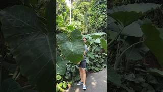 Found this giant Xanthosoma at the Botanic Gardens Sydney 😍 [upl. by Gnilrad]