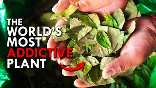 Coca The World’s Most Addictive Plant [upl. by Tavis]