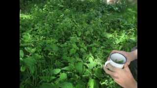 How to make a Nutritious Tea from Nettles [upl. by Knowland190]