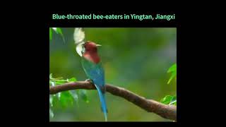 Bluethroated beeeaters in Yingtan Jiangxi MeetJiangxi [upl. by Neurath302]